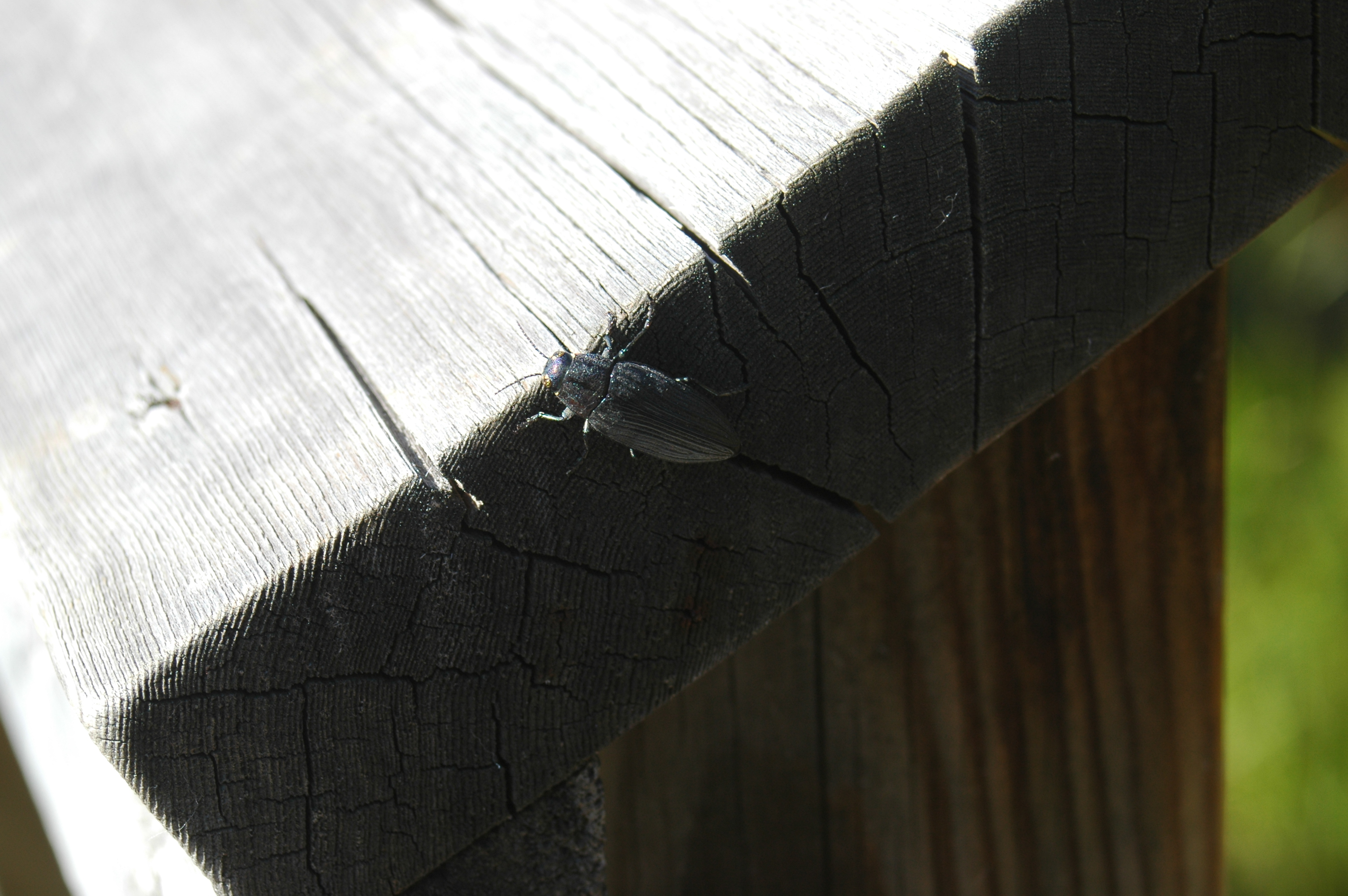 photos/wildlife/Invertebrate_Species/Canada/Canada 2007 389.jpg